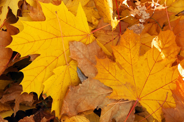 Fototapeta na wymiar Autumn colorful orange, red and yellow maple leaves as background Outdoor.