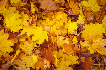 Naklejka na ściany i meble Autumn colorful orange, red and yellow maple leaves as background Outdoor.