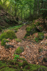 Obraz premium Path through the beautiful green forest, mossy rocks and yellow foliage