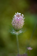 Close up of a budding flower