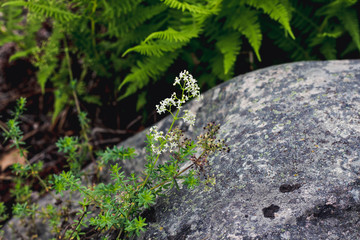 Inflorescence of small white flowers. Flowers grow in the forest next to a large stone among other vegetation.