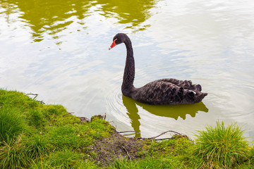Obraz premium A lone black swan swims near the shore. The water of the lake is clear and the sky is reflected in it. Green grass grows on the shore.