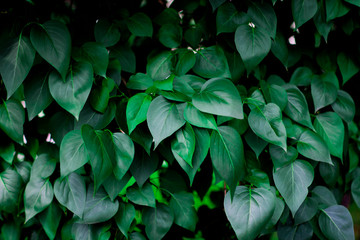 large shiny bright green leaves of the tree in the form of a background