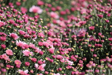 Fototapeta premium Purple chrysanthemums, festive floral background. Colorful flowers, beautiful pattern, symbol of autumn