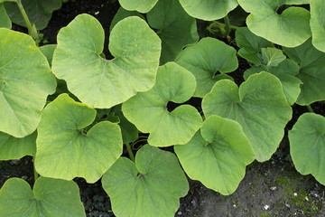 green pumpkin leaves closeup in the vegetable garden