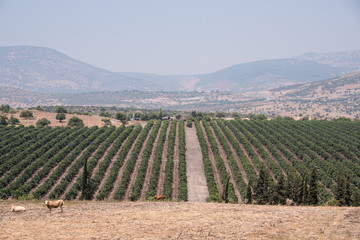 Fototapeta na wymiar View of the mountains of Galilee, gardens, fields and grazing cows. Summer, Israel.