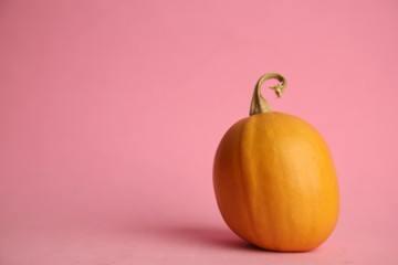 Pumpkins on a pink background. Autumn harvest