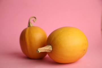 Pumpkins on a pink background. Autumn harvest