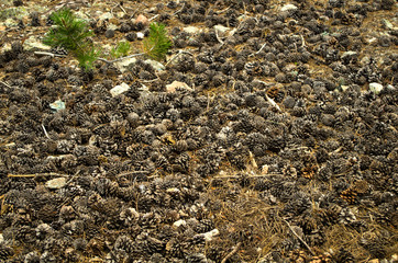 many pine cones lie evenly on the ground