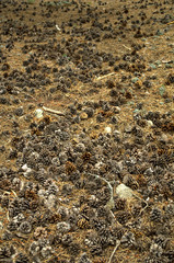 many pine cones lie evenly on the ground