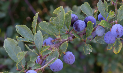 Sloes - fruit of the Blackthorn