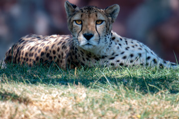 female cheetah laying down in grass after big chase