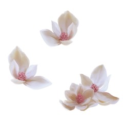 Pink and white magnolia flowers on white background 