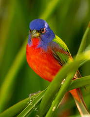 Painted bunting on tree limb