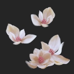 pink and white flower magnolia on dark background
