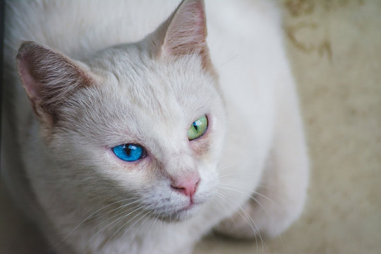 Odd-eyed white stray cat photographed from balcony