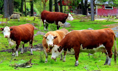 cows in a field