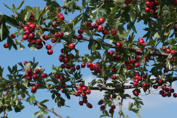 Hawthorn Berries in Summer