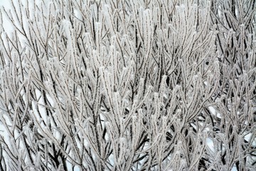 frozen plants in the field
