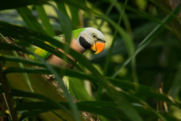 Red-breasted Parakeet - Psittacula alexandri green colourful parakeet,  alternative name is the moustached parakeet, scientific specific name commemorates Alexander the Great