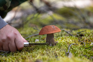 The search for mushrooms in the woods. man is cutting mushroom with a knife.