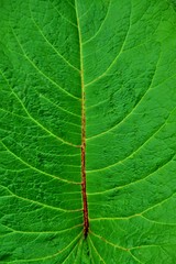 green leaf texture