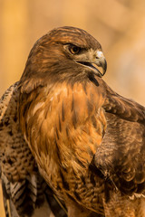 Red-tailed hawk
