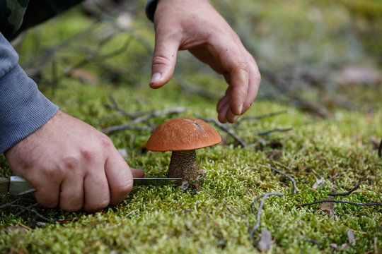 The search for mushrooms in the woods. man is cutting mushroom with a knife.
