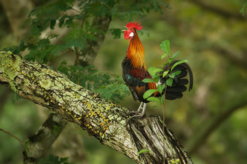Red Junglefowl - Gallus gallus  tropical bird in the family Phasianidae. It is the primary progenitor of the domestic chicken (Gallus gallus domesticus). Portrait
