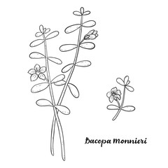 Bacopa monnieri isolated on white background.