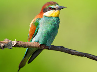 European bee-eater close-up is sitting on a dry branch. Merops apiaster