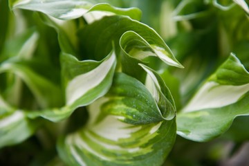 wallpaper green plant in the garden