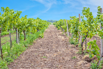 Fototapeta na wymiar Green vineyard on the background of the blue sky