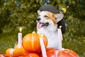 Cute Welsh Corgi dog dressed in a festive halloween black and yellow witch hat, sitting next pile of different sized orange pumpkins with burning candles on green grass on a background of trees