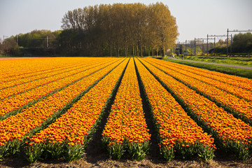 Beautiful Dutch red and yellow rowed tulip flowers field in spring time, the Netherlands (Holland)