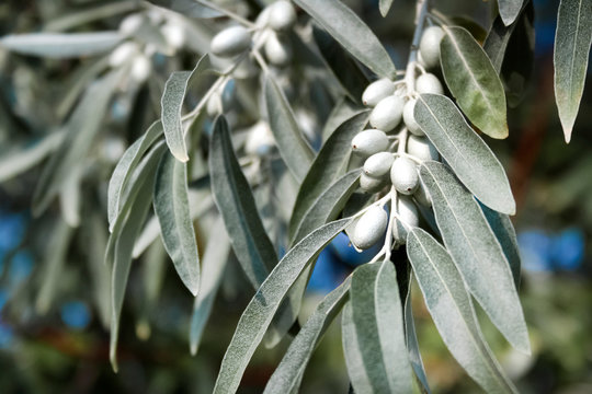 Branch of Elaeagnus angustifolia (commonly called Russian olive, silver berry, oleaster, Persian olive, or wild olive)