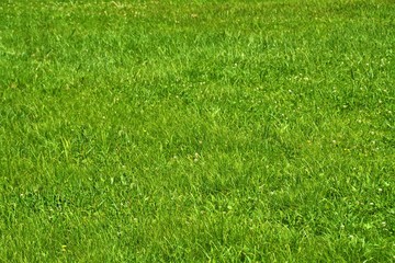 green grass on the field