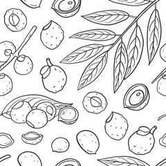 Seamless pattern of Sapindus mukorossi (soap nuts, soapberry, washnut).