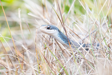 snake