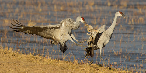 Sandhill cranes fighting