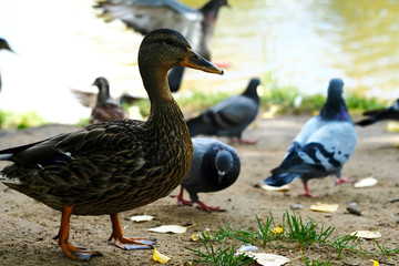 Ducks and pigeons sit side by side in search of food on a sunny day.