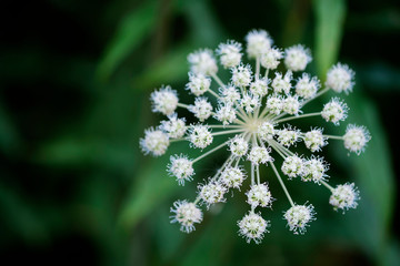 Interesting beautiful flowers in the garden