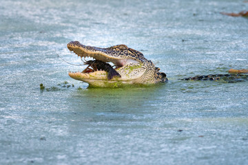 Alligator Eating a Crawfish