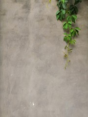 Gray old concrete wall and plant leaves green abstract background