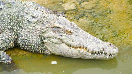 Video 4k of crocodile resting in a farm