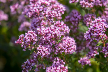 Obraz premium Origanum, oregano vulgare w ogrodzie. Kwiaty origanum vulgare, tło naturalne