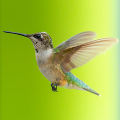 bird