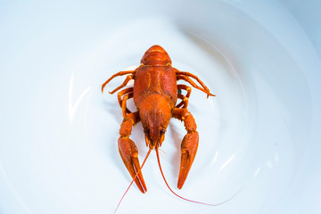 Boiled crawfish cancer on a plate on white background. Delicious appetizing boiled cancer