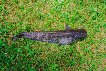 Naklejka na ściany i meble Fishing catfish on green grass. Thick raw live catfish caught from the lake