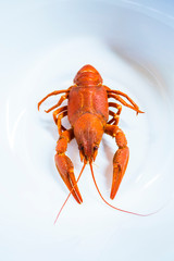 Boiled crawfish cancer on a plate on white background. Delicious appetizing boiled cancer